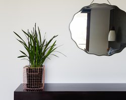 plant on a ledge